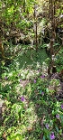 Plants: image 53 Of 208 Thumb